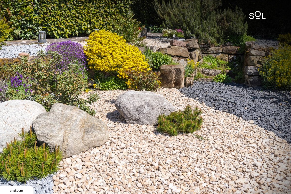 Drought-Tolerant Plants