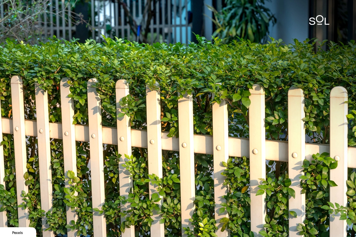 Leafy Fence